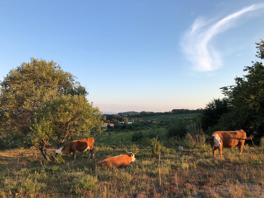 Foto: Nova ekonomija/ Selo Ponikve